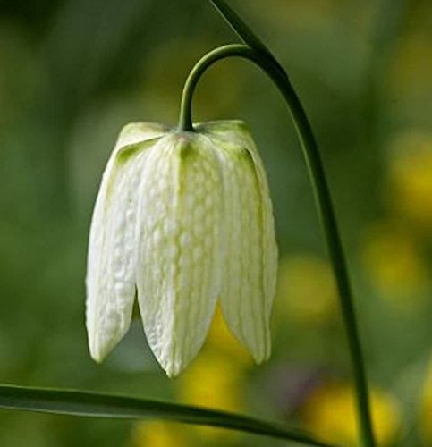 Schachbrettblume Alba - Fritillaria meleagris alba - Gartenpflanze