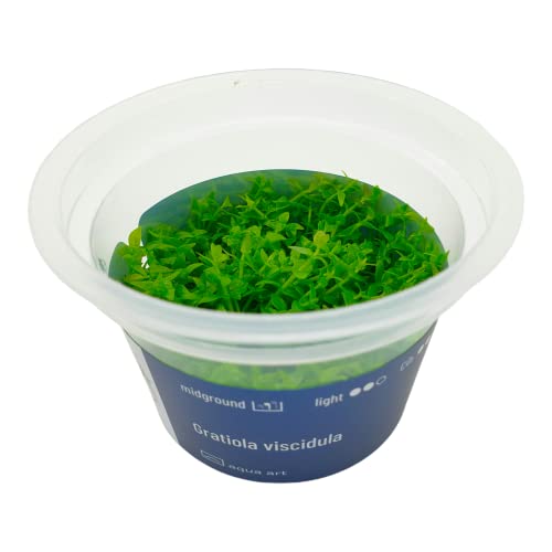 Gratiola viscidula, Klebriges Gnadenkraut Invitro Becher, Wasserpflanze, Aquariumpflanze