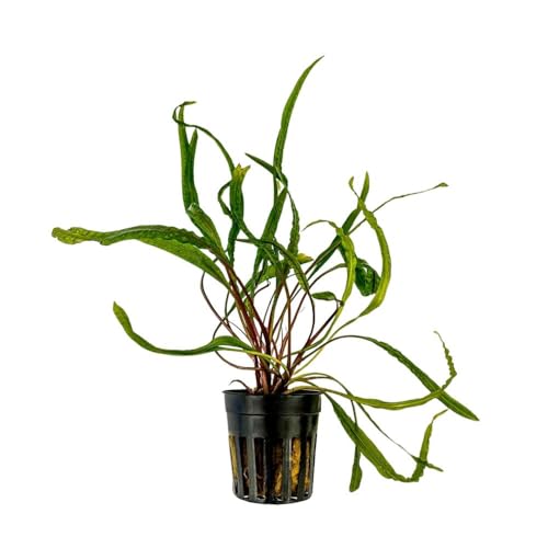 AquaOne Aquarium Pflanze Cryptocoryne balansae I Wasserpflanze Aquariumpflanze Rosette voll durchwurzelt einfach pflegeleicht Aquascaping Dekoration