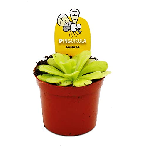 Exotenherz - Fleischfressende Pflanze - Fettkraut - Pinguicula agnata - 9cm Topf