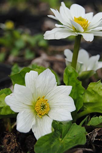 Caltha palustris var.alba P 0,5 Weißblühende Sumpf-Dotterblume,winterhart, deutsche Baumschulqualität, im Topf für optimales anwachsen