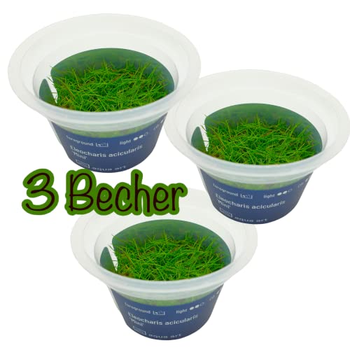 3 Invitro Becher Eleocharis acicularis mini, Wasserpflanze, Aquarium Pflanzen, Zwergnadelsimse