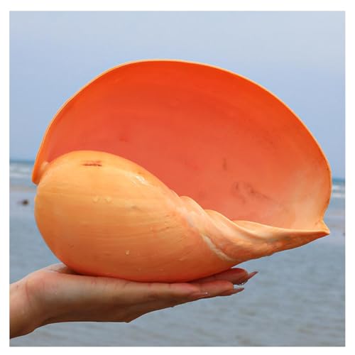 YANGMIAN Muschelschale, Große Muscheln – Natürliche, Seltene 8–13 cm Große Muscheln Für Heimdekoration, Aquarium,8~10cm