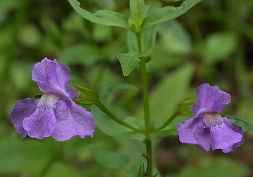 250 Purple Mimulus Ringens Flower Seed