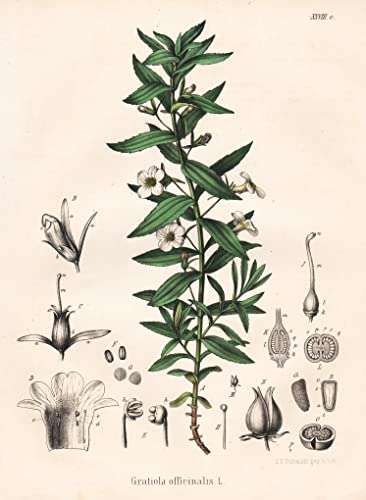 Gratiola officinalis - Gottes-Gnadenkraut gratiole hedgehyssop grace of God Europe Europa Asia Asien Heilpflanze Medicinal plant Arznei flower Blume Blumen botanical Botanik Botany