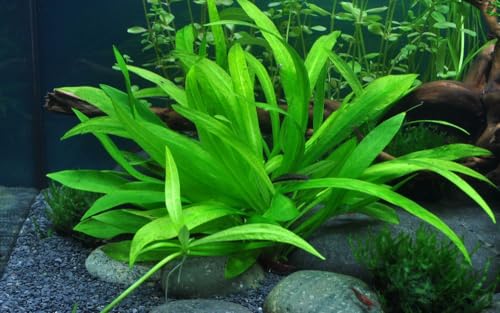 AquaOne Aquarium Pflanze Helanthium 'Quadricostatus' I Wasserpflanze Aquariumpflanze Rosette voll durchwurzelt einfach pflegeleicht Aquascaping Dekoration