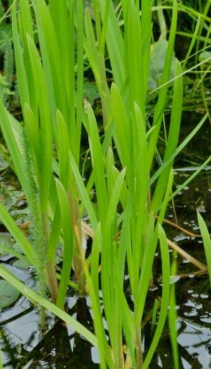 4 Pflanzen Wasserschwaden, Starke Wasserreinigung ideal für kleine Teiche, Schwimmteiche, Filterpflanze Teichpflanze Teichpflanzen winterhart
