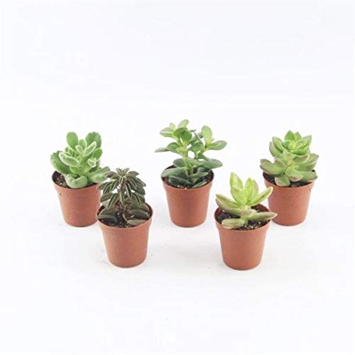 5 Sukkulenten im 5,5er Topf, 5 Sorten 8-15 cm - LEBENDWARE Succulenten