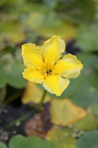 WASSERPFLANZEN WOLFF - fertig im Pflanzkorb - Nymphoides peltata - Seekanne, gelb - heimisch - winterhart