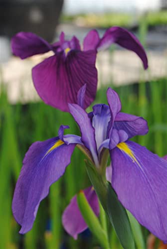 Iris ensata P 0,5 Japanische Sumpf-Schwertlilie,winterhart, deutsche Baumschulqualität, im Topf für optimales anwachsen