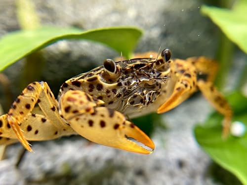 2 Stück Pantherkrabbe - Parathelphusa pantherina, Aquarium Unterwasser Krabbe