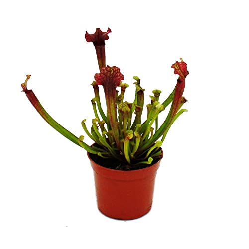 Exotenherz - Schlauchpflanze - Sarracenia 'Judith' - Fleischfressende Pflanze - 9cm Topf