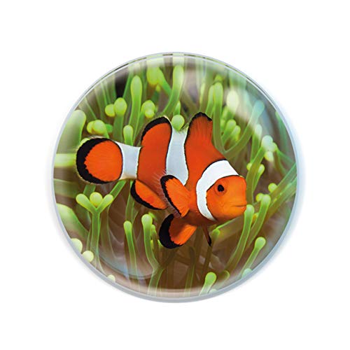 Magnidome Deluxebase Clownfisch Korallenriff Kristallglas Kühlschrank Magnet für Kinder. Hervorragende gewölbte Magnete für Wohndekoration und Zubehör