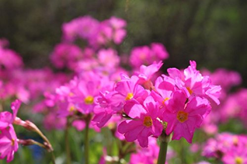 4er-Set im Gratis-Pflanzkorb - Primula rosea - Rosenprimel - Sumpfprimel, rosa - Wasserpflanzen Wolff