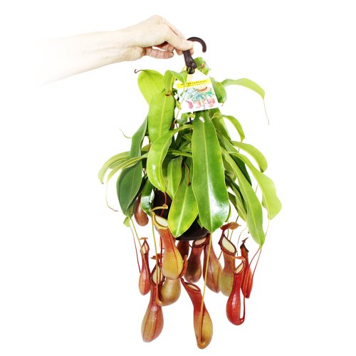 Exotenherz - Fleischfressende Pflanze - Nepenthes alata 14cm Ampeltopf