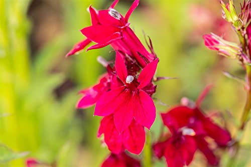 Lobelia x speciosa 'Fan Burgundy' P 0,5 Lobelie 'Fan Burgundy',winterhart, deutsche Baumschulqualität, im Topf für optimales anwachsen