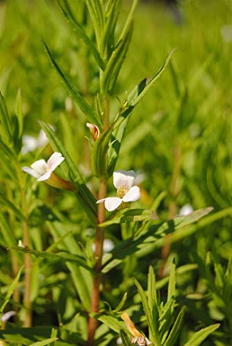 Gratiola officinalis P 0,5 Apotheker-Gnadenkraut,winterhart, deutsche Baumschulqualität, im Topf für optimales anwachsen