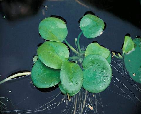 Froschbiss/Limnobium laevigatum - Aquariumpflanzen - Schwimmpflanze (1 Pflanze)