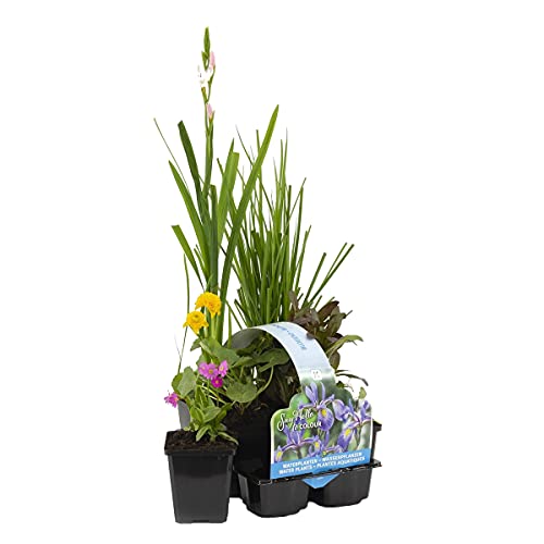 6x Blühende Teichpflanzenmischung – Zone 2 & 3 – Pflegeleicht – ⌀9 cm – 05–20 cm