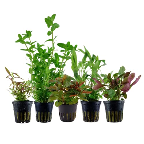 AquaOne Aquarium Pflanzen I 5X Wasserpflanzen I Einsteiger Aquarienpflanzen I Bacopa Hygrophila Ludwigia Limnophila Lobelia I Set mit 5 Aquariumpflanzen