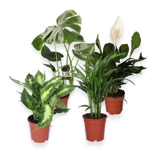 4er-Pflanzenset, Monstera & Dieffenbachia & Spathiphyllum & Areca, 40-45cm, 12er Topf, Pflanzen für Wohnung und Büro, Qualität vom Pflanzen Profi, Schneller Pflanzenversand, Raumbegrünung