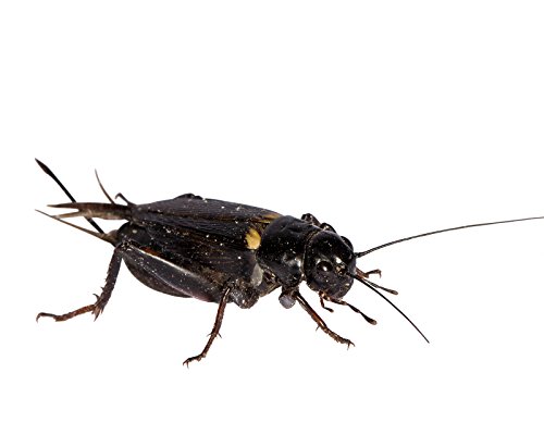 Großpackung große Mittelmeergrillen Zweifleckgrillen in Karton Dosen praktisch verpackt Futterinsekten Futtertiere ca. 200 Stück