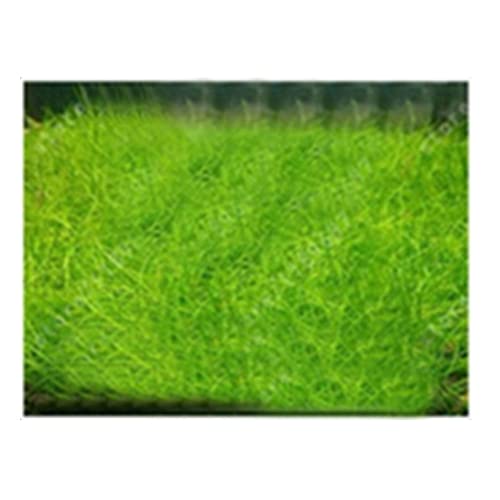 Saterkali Aquarium-Wasser-Gras-Samen, 100 Stück Aquarium-Wasser-Gras-Samen, Aquarium, hydrophile Pflanze, Landschaftsdekoration Mini-haarige Samen