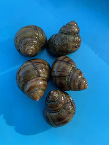 EIN Stück Natur im Teich- Sumpfdeckelschnecken für einen sauberen Gartenteich (3 Sumpfdeckelschnecken)