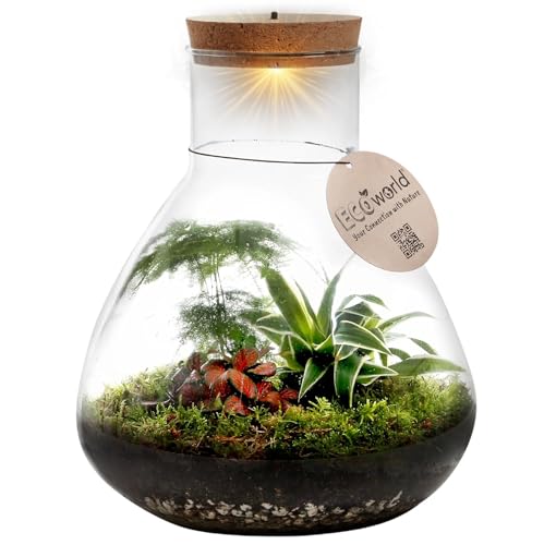 vdvelde.com - Tropical Piramide XL - Ecoworld Flaschengarten mit Mini Pflanzen im Glas - Pflanzen Terrarium Glas Ø 30 cm ↥ 32 cm - Mini Ökosystem mit Licht