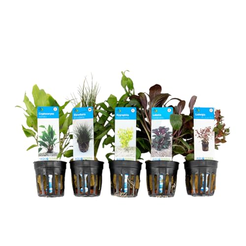 Bloomique - 5er Set - Aquarium Pflanzen Echt - Aquarium Zubehör - Wasserpflanzen - Reinigend - Sauerstoff - Ludwigie, Nadelsimse, Wasserfreund, Lobelie, Wasserkelch - Höhe 15-20 cm