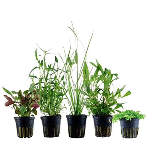 AquaOne Aquarium Pflanzen I 5X Wasserpflanzen I Einsteiger Aquarienpflanzen I Cyperus Hygrophila Lobelia Micranthemum Murdannia I Set mit 5 Aquariumpflanzen