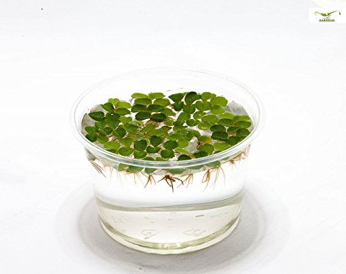 Hübsche Schwimmpflanze für Teich und Aquarium - Büschelfarn NANO - Salvia natans - Garnelio Portion