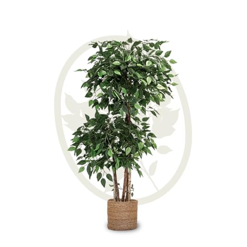 Künstlicher Ficus mit 2 und 3 Baumkronen und natürlichen Stämmen. Hergestellt aus den besten Materialien, ideal für die Deko zu Haus, Pflanze, Kunstbaum (150 cm, 2 Baumkronen)