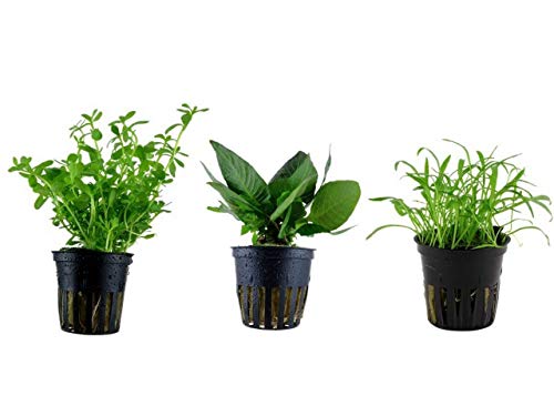 Tropica Nano Set mit 3 einfachen kleinen Topf Pflanzen Aquariumpflanzenset Nr.6 Wasserpflanzen Aquarium Aquariumpflanzen