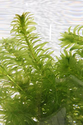 WASSERPFLANZEN WOLFF - Wasserpest - Egeria densa - direkt im PFLANZKORB! - Sauerstoffpflanze für den Teich - fix und fertig einsetzbar - Klärpflanze! - winterhart - immergrüne QUALITÄTSSTAUDE