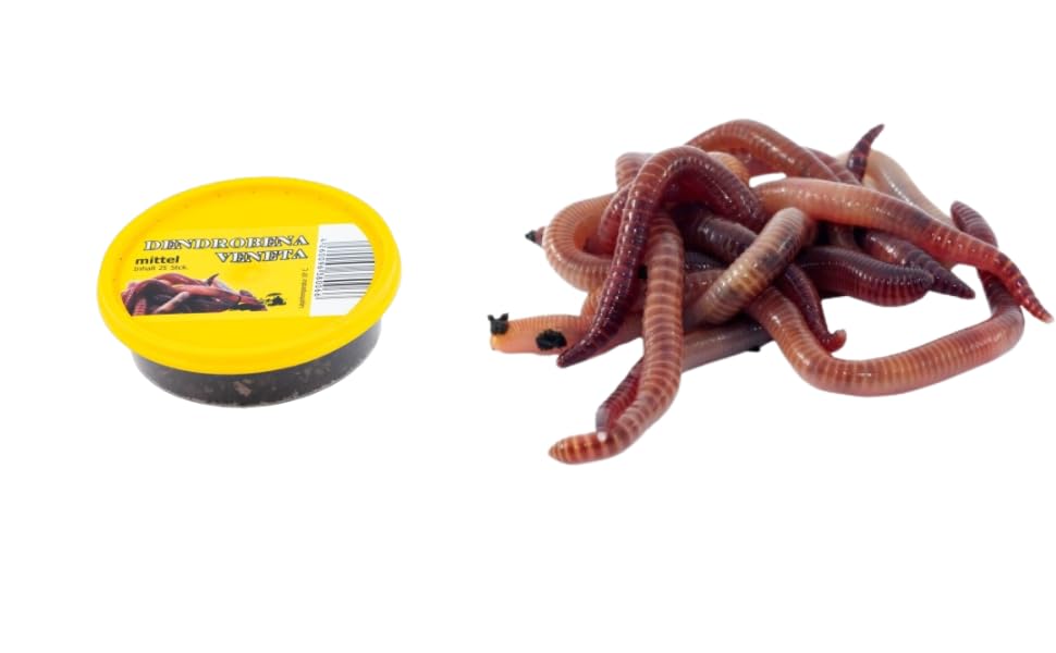 Dendrobena Regenwurm Rotwurm Würmer, mittelgroß, ca. 25 Stück, 1 Dose, Lebendfutter, Angelköder, Haustierfutter, Reptilienfutter