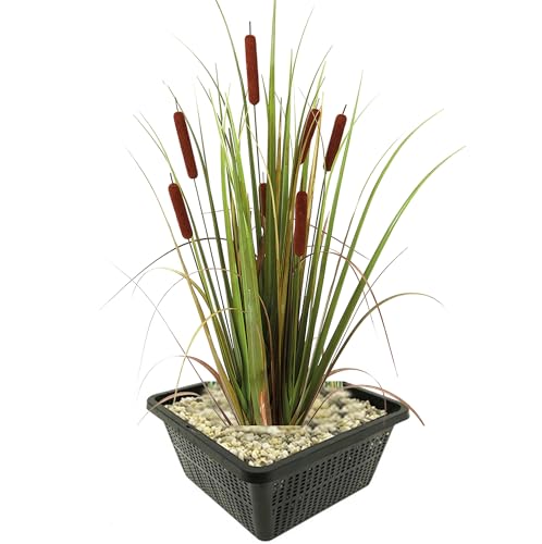 vdvelde.com - Rohrkolben - 4 Stück - Typha Latifolia - Wasserpflanze - Ausgewachsene Höhe: 120 cm - Platzierung: -1 bis -20 cm