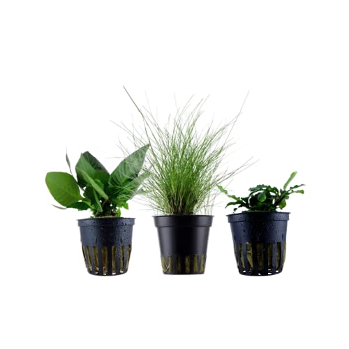 AquaOne Aquarium Pflanzen I 3X Wasserpflanzen I Nano Becken Aquarienpflanzen I Stängelpflanze Hygrophila Bodendecker Eleocharis I Set mit 3 Nanobecken Aquariumpflanzen