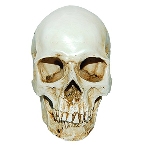 1: 1 Menschlichen Schädel Modell Figur für Anatomisch Medizinisches Lehr Sammlung Aquarium DekorSkelett