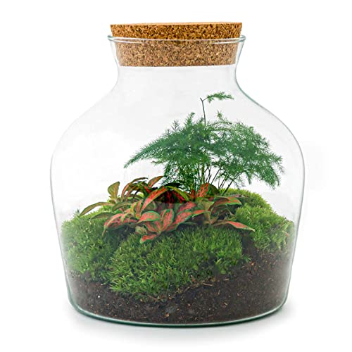 Flaschengarten • Little Joe • Ökosystem mit Pflanzen im Glas • ↑ 21,5 cm - DIY - Terrarium Komplett Set - Pflanzenterrarium - urbanjngl | Terrarium Package