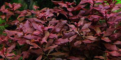 AquaOne Aquarium Pflanze Ludwigia palustris 'Super Red' I Wasserpflanze Aquariumpflanze Stängelpflanze voll durchwurzelt einfach pflegeleicht Aquascaping Dekoration