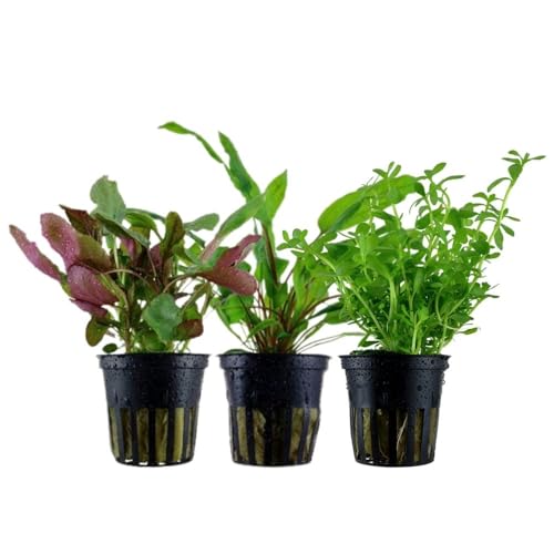 AquaOne Aquarium Pflanzen I 3X Wasserpflanzen I Mittelgrund Aquarienpflanzen I Bacopa monieri Cryptocoryne Lobelia Bacopa I Set mit 3 Mittelgrundpflanzen