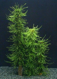 Moos Säule 20 cm/Green Moss Stack, Bambus-Stab mit Taxiphyllum barbieri (Javamoos) bewachsen