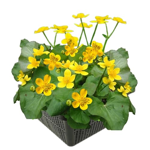 vdvelde.com - Sumpfdotterblum - 4 Stück - Caltha palustris - Auffällige, gelbe Wasserpflanze - Ausgewachsene Höhe: 40 cm - Platzierung: -1 bis -10 cm