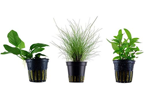 Tropica Nano Set mit 3 einfachen kleinen Topf Pflanzen Aquariumpflanzenset Nr.7 Wasserpflanzen Aquarium Aquariumpflanzen