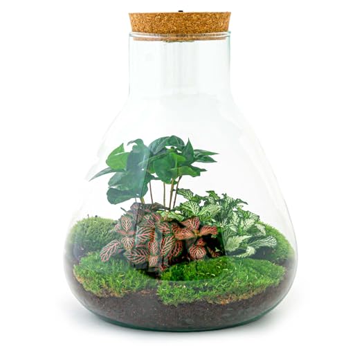 Flaschengarten • Sam Coffea • Pflanzen im Glas mit Licht • ↑ 30 cm - DIY - Terrarium Komplett Set - Pflanzenterrarium - urbanjngl | Terrarium kit