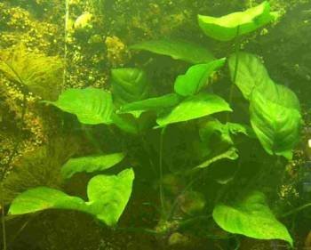 Anubia Mutterpflanze XXL 20-30 cm, Anubias, große barschfeste Wasserpflanzen für das Aquarium, Aquarienpflanzen