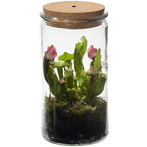 vdvelde.com - Trompetbekerplant Weck Glas - Fleischfressende Pflanze - Ø 11 cm ↥ 21 cm - Mit Licht