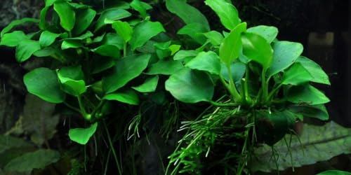 AquaOne Aquarium Pflanze Anubias 'Petite' I Wasserpflanze Aquariumpflanze Stängelpflanze voll durchwurzelt einfach pflegeleicht Aquascaping Dekoration
