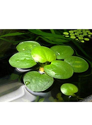 AquaPlants Froschbiss/Limnobium laevigatum - mittelgroß, 4 Stück